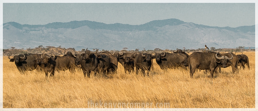 kimana-sanctuary-amboseli-kenya-72