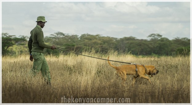 kimana-sanctuary-house-amboseli-12